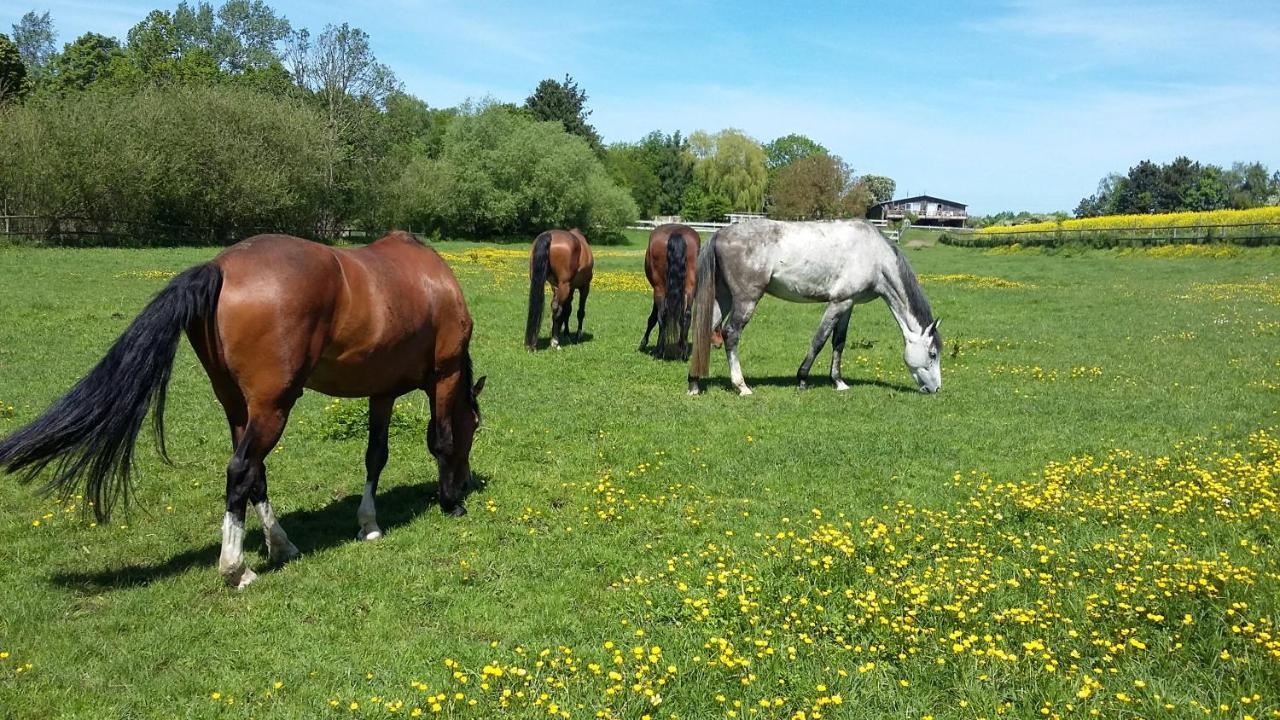 Kruegerhof Luebbersdorf Leilighet Oldenburg in Holstein Eksteriør bilde