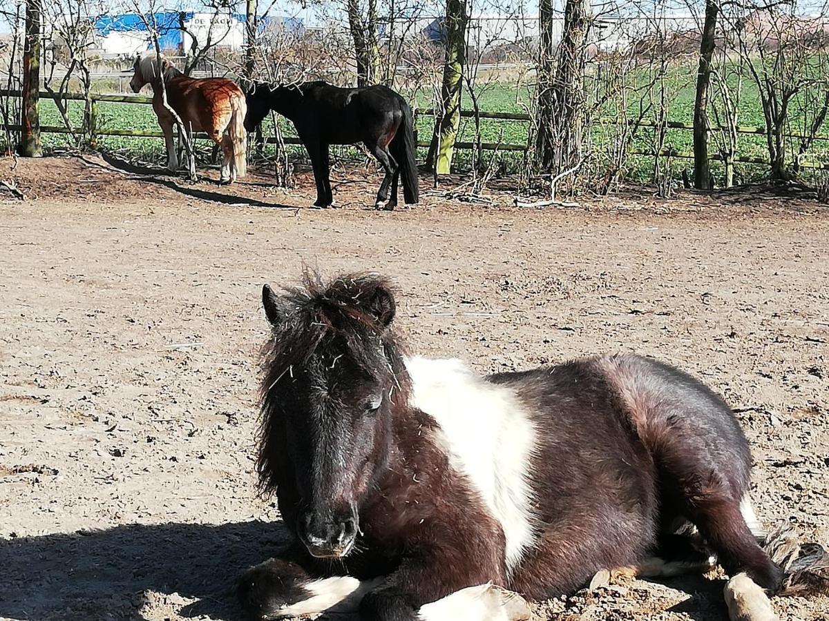 Kruegerhof Luebbersdorf Leilighet Oldenburg in Holstein Eksteriør bilde